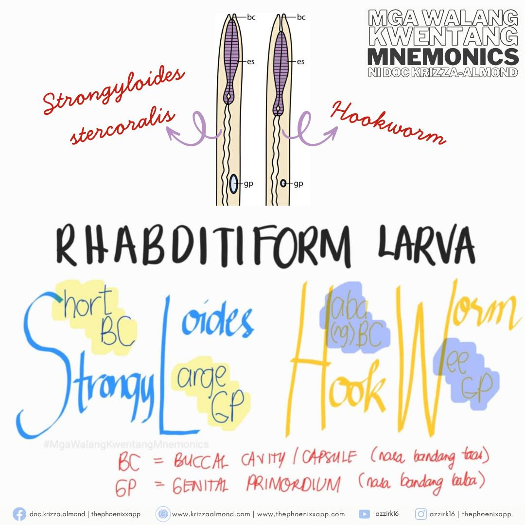 Rhabditiform Larva Identification Mnemonic